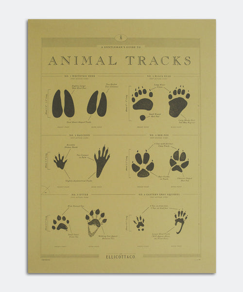 Animal Tracks Poster – Ellicott & Co.
