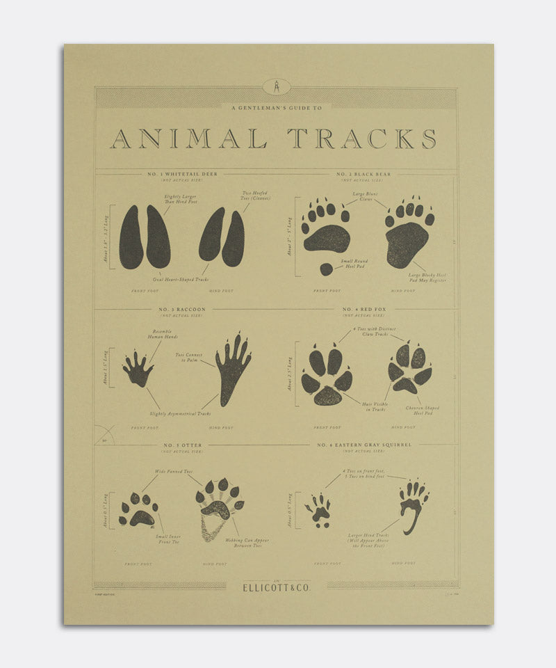 Animal Tracks Poster – Ellicott & Co.